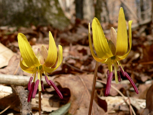 {Erythronium umbilicatum}
